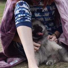 Keeshond Puppies from Anna Boehringer