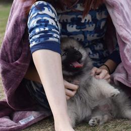 Keeshond Puppies from Anna Boehringer