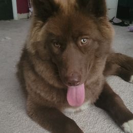 Vienna - Siberian Husky