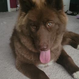 Vienna - Siberian Husky