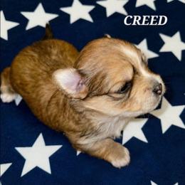 CREED - Tan and white male Yorkshire Terrier puppy in Michigan from TenderLittleCuties