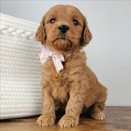 Sasha - Red  female Goldendoodle puppy in Temecula, California from Oodles O'Doodles