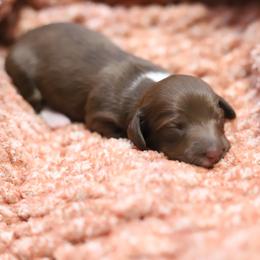 Lottie - Red female Dachshund puppy in Eaton, Ohio from Miniature Alphas Dachshunds