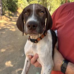 Dill - Chester - Liver and white male German Shorthaired Pointer puppy in Mokelumne Hill, California from Underhill GSP