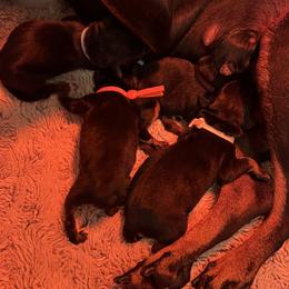 Girl 2 - Black and tan female Manchester Terrier puppy in Oakdale, California from Noble Kennels Standard Manchesters
