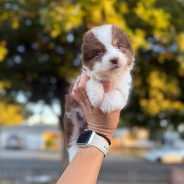 Phoenix - Red tri-color male Australian Shepherd puppy in Fresno, California from Luna Lane Aussies