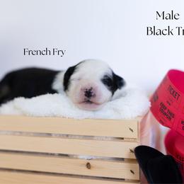 French Fry - Black tri male Miniature Australian Shepherd puppy in Wooster, Ohio from Kari's Mini Aussies