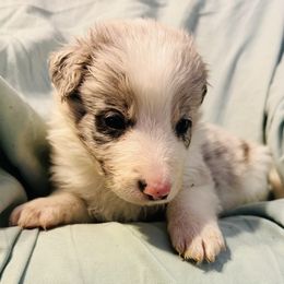 Border Collie Puppies from Bordercollieblues