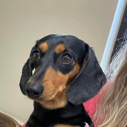 Stella - Dachshund