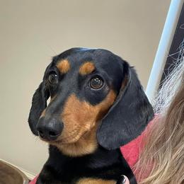Stella - Dachshund