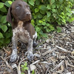 Bernice - Liver roan female German Shorthaired Pointer puppy in Ephraim, Utah from Justin's German Shorthaired Pointers