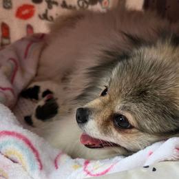 Pomeranian puppies from ADKPOM Adirondack Pomeranians