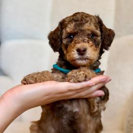 Scooby - Phantom male Goldendoodle puppy in Twin Falls, Idaho from Burrow & Bone