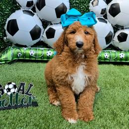 Boy 3 - male Goldendoodle puppy in Kountze, Texas from Texas Doodles LLC