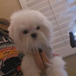Little Tucker - White male Maltese puppy in Moreno Valley, California from Leslie's Maltese