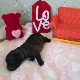 Monica ( Purple collar) - Black and white female Schnoodle puppy in Novinger, Missouri from Stormi Sky Schnoodles