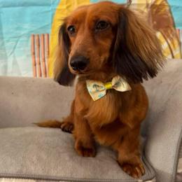 Aura - Dachshund