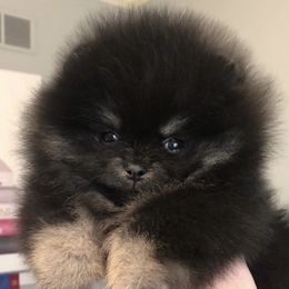Onyx - Pomeranian
