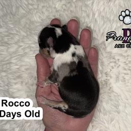 Rocco - Merle male Chihuahua puppy in Columbus, Nebraska from Prancy Pawz