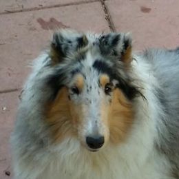Collies from Sun-Rai Collies