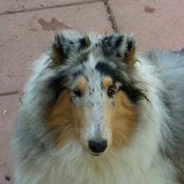 Collies from Sun-Rai Collies
