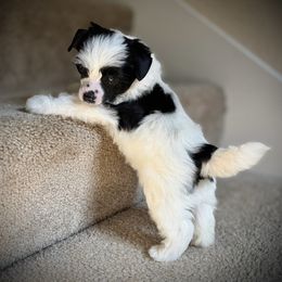Dolly-  Puff Girl - White and black female Chinese Crested puppy in Tomball, Texas from Gracieux Chinese Cresteds