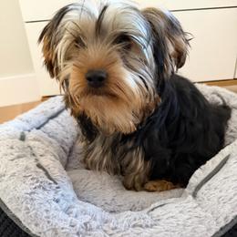 Boy 5 - Black and tan male Yorkshire Terrier puppy in Livermore, California from Ruben & Tatiana’s Yorkshire Terriers