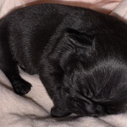 Girl 1 - Black female Pug puppy in Bokoshe, Oklahoma from Plum Creek Pugs