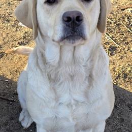 Velma - Labrador Retriever