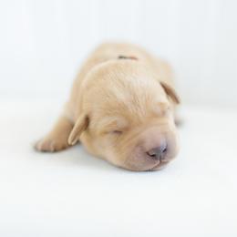 Storm - Yellow male Labrador Retriever puppy in Allons, Tennessee from UC Labradors LLC