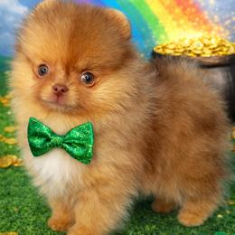 Tiny Xander 4000 - Chocolate sable male Pomeranian puppy in Oklahoma City, Oklahoma from Belle House Pomeranians