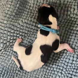 Blue - Black and white male Pointer puppy in Olympia, Washington from Birdsboro Pointers
