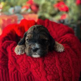 Sasha - Brown white and tan female Cockapoo puppy in Midwest City, Oklahoma from Strawberry Hill Puppy Patch