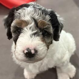 Puddles - Blue merle male Aussiedoodle puppy in Mesa, Arizona from Sweet AZ Doodles