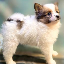 Noel - White female Companion Cross puppy in Davenport, Washington from Lovely Ladies and Little Asses Miniature Equines (L3A Pomeranians & Papillons)