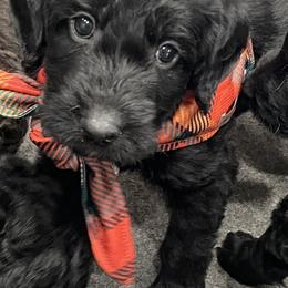 Labradoodle Puppies from Northwest Sporting Doodles