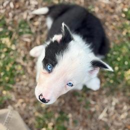 George - Black and white male Border Collie puppy in Washburn, Missouri from BS Farms