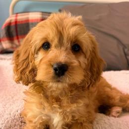 Sierra with training - Red and white female Cockapoo puppy in Boonville, North Carolina from Doods & Dolls