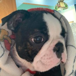 Boston Terrier Puppies from Big Sky Bostons