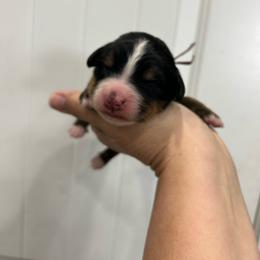 Pink Collar Girl - Black rust and white female Bernese Mountain Dog puppy in Herriman, Utah from Shaggy Mountain Pups LLC