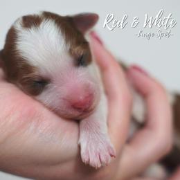 Red White Large spot - Brown and white female Aussiedoodle puppy in Plain City, Utah from Myers Desert Doodles