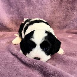 Oreo F1 - Black and white female Cavapoo puppy in Garland, Kansas from 3W Ranch