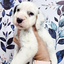 Red- Maverick - White and black male Dalmatian puppy in Gray, Georgia from Fuller Spots