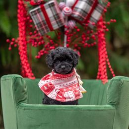 Amelia Gabble - Black female Cockapoo puppy in Deming, Washington from Heavenly Puppies to Love