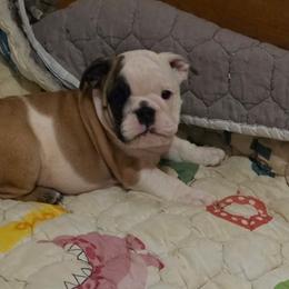 Precious - Red and white female Bulldog puppy in Huntingdon, Tennessee from Paintabull Bulldogs