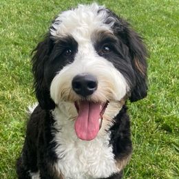 Maverick - Bernedoodle