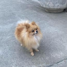 Sunny - Orange male Pomeranian puppy in Citrus Heights, California from Yev and Marina's Pomeranians (AKC)