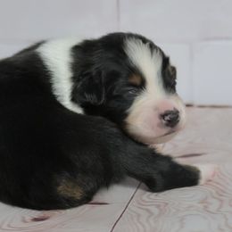 Zayken - Black tri-color male Australian Shepherd puppy in Fultonville, New York from Sandy Aussies & Pomeranians