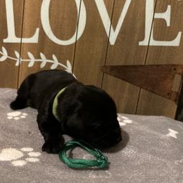 Ocean - Black male Giant Schnauzer puppy in Houston, Texas from Elevated Pearl Giants