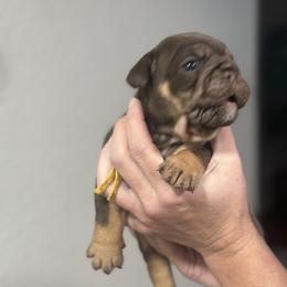 Girl 2 - Chocolate tri-color female Bulldog puppy in Plano, Texas from Dallas Finest Bulldogs